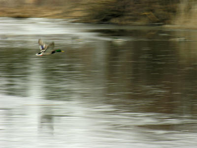 Duck in flight
