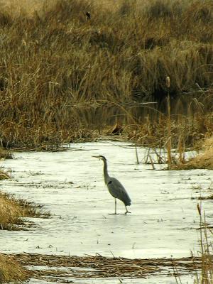 Heron on ice