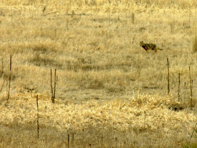 Coyote