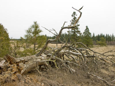 Roots