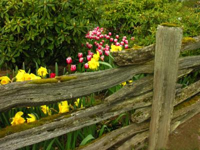 Garden Fence