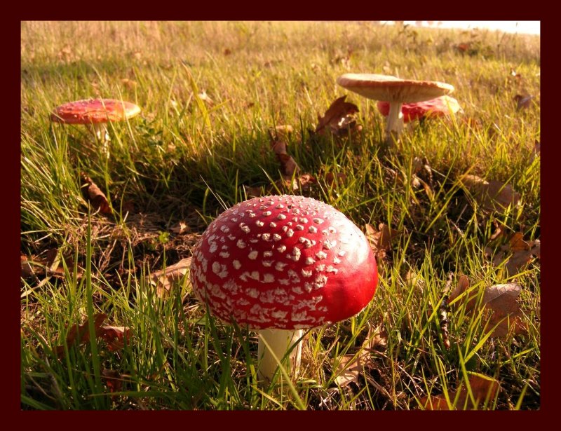 Fungus-1.jpg