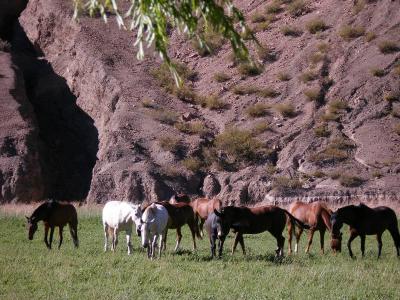 Horses in the El Leoncid valley