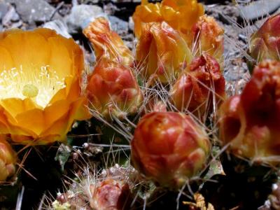 Argentina : Flowering cactus