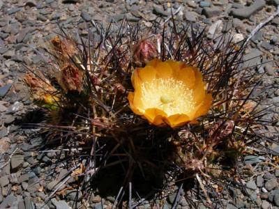 Argentina : Flowering cactus II