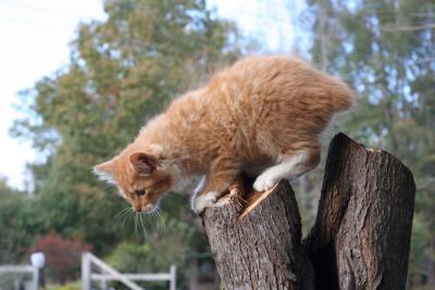 Bobby on stump 1