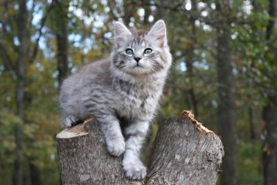 Baxter on stump 1