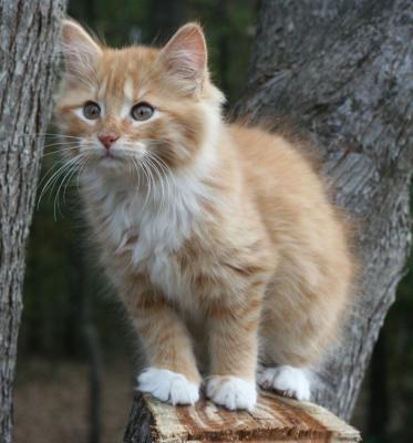 Bobby on stump 2