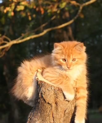 Lazy fall day