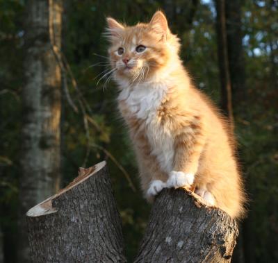 King of the mountain