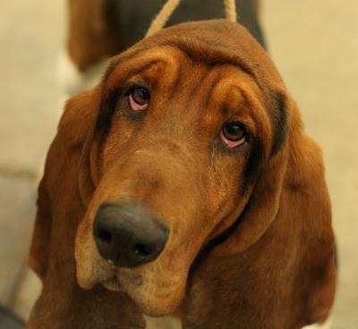 Sad hound