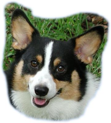 Barklee portrait