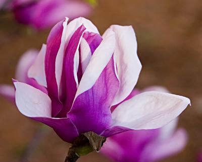 Japanese Magnolia 2