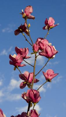 Japanese Magnolia 3