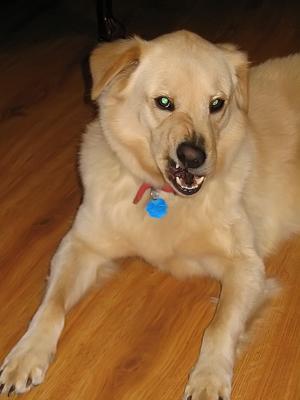 Devil Dog