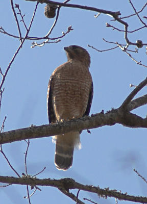 Hawk 2 3 5 06.jpg
