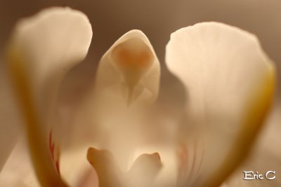 l'orchide fantme....