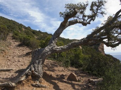 c'est quoi le sens du vent ? regarde l'arbre ...