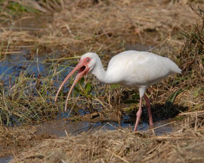 White Ibis