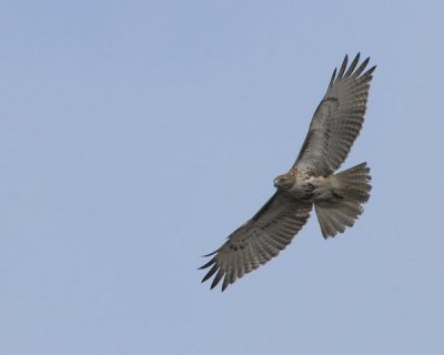 Red-tailed Hawk