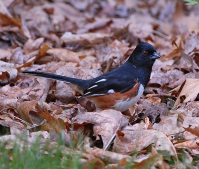 Eastern Towhee