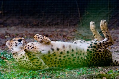 Playtime