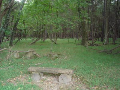 Quiet grove on Steuart's Hill