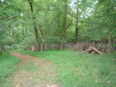 Quiet grove on Steuart's Hill