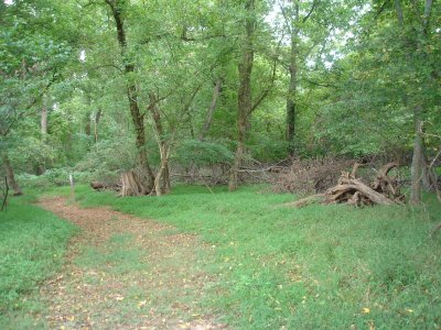 Quiet grove on Steuart's Hill