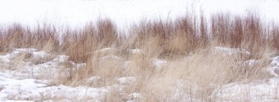 Winter Grass and Snow along the Colorado River