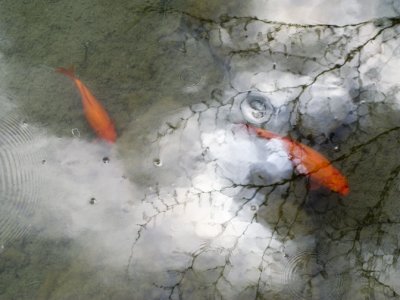 Koi Swimming through Clouds and Water