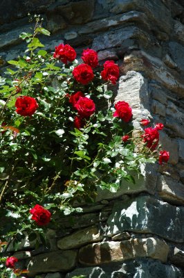 ticino_2008