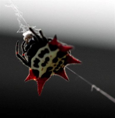 Spider
