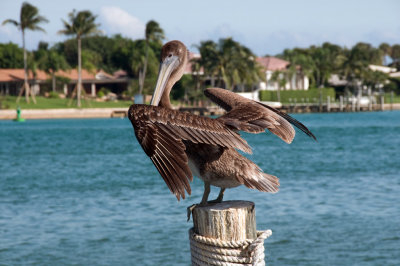 Pelican_85.jpg