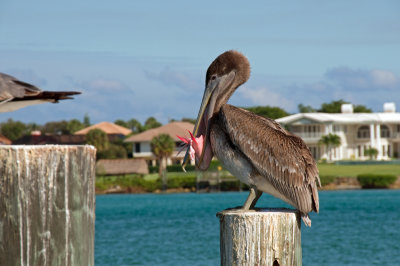 Pelican_88.jpg