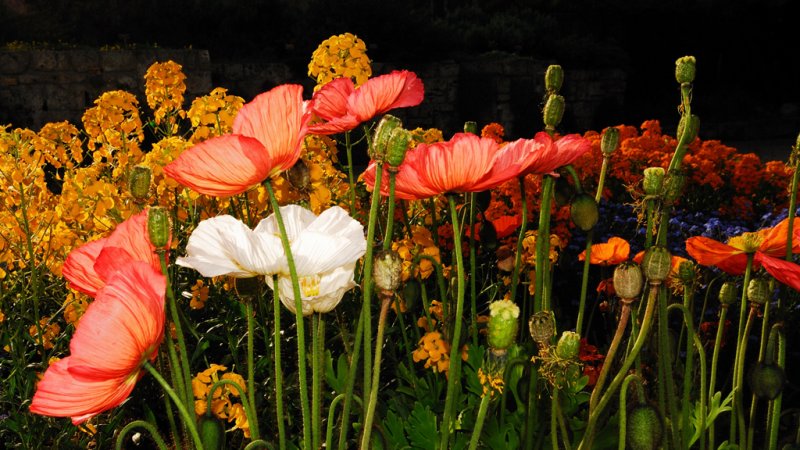 Botanical Garden