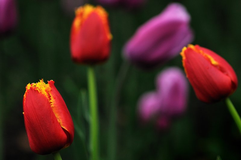 Ottawa Tulip Festival