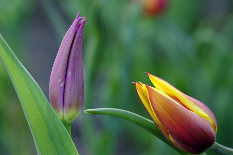 Ottawa Tulip Festival