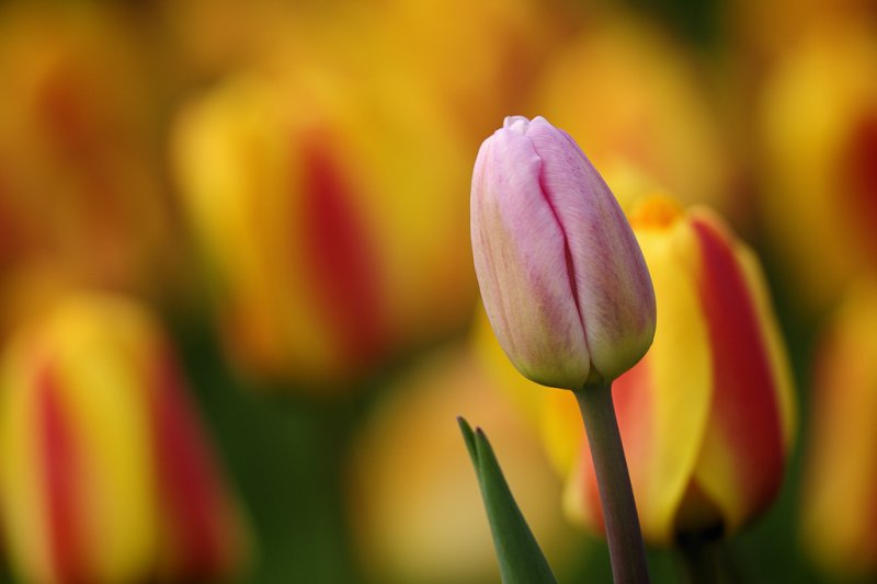 Ottawa Tulip Festival