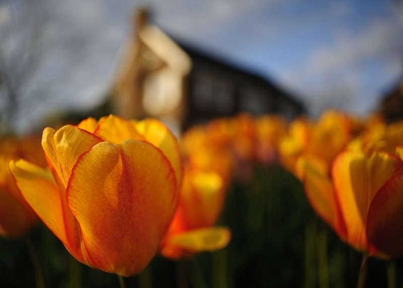 Ottawa Tulip Festival