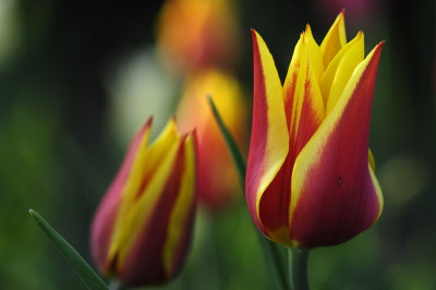 Ottawa Tulip Festival