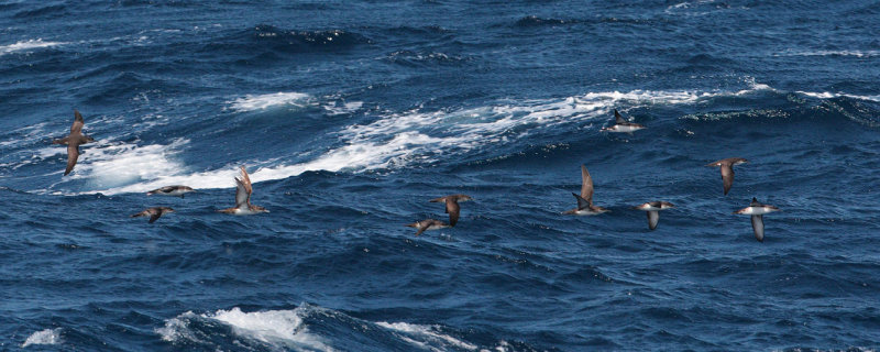 Yelkouan (Levantine) shearwater, Samothraki, Greece, September 2008