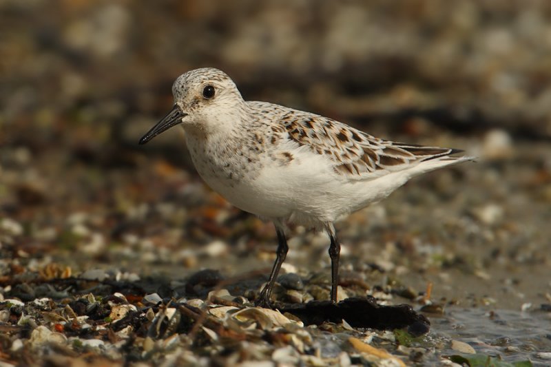 Sanderling (calidris alba), Prverenges, Switzerland, May 2009