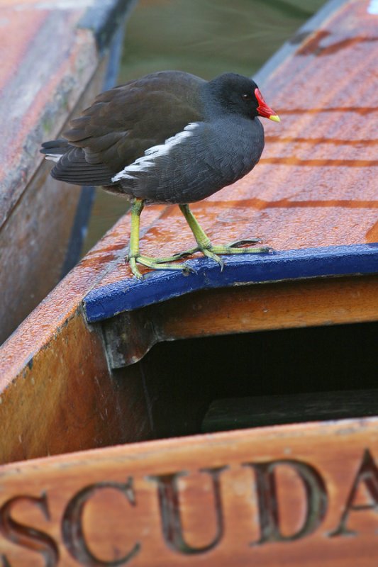 Common moorhen (gallinula chloropus), Cambridge, UK, November 2009