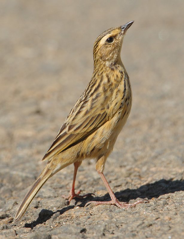 Nilgiri pipit (anthus nilghiriensis), Eravikulam NP, India, January 2010