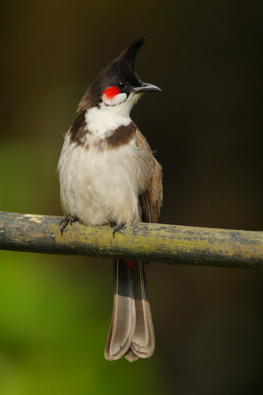 Red-whiskered bulbul (pycnonotus jocosus), Munnar, India, January 2010
