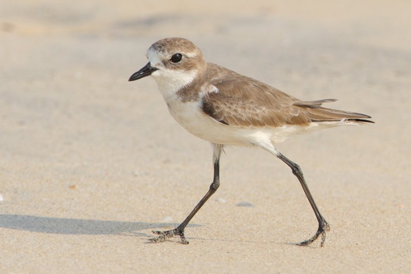 Lesser sand plover (charadrius mongolus), Allepey. India, January 2010