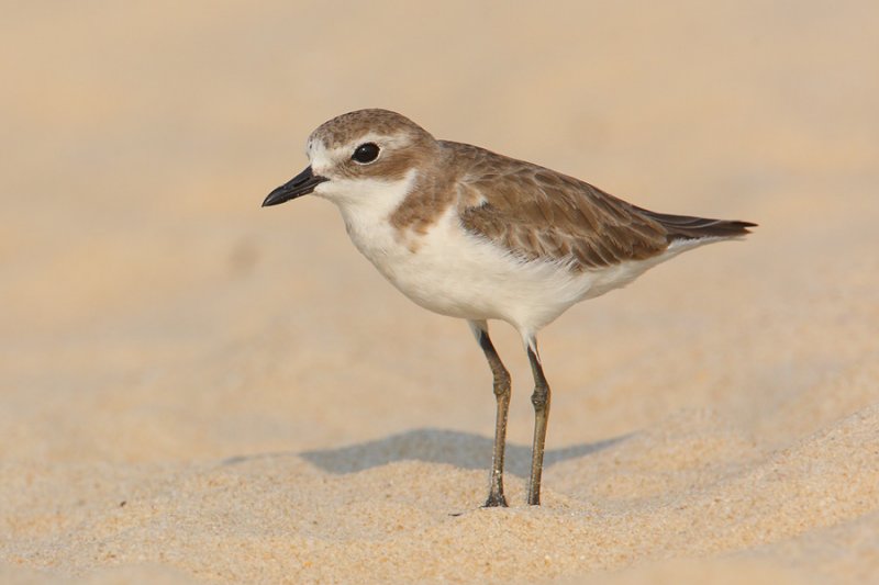 Lesser sand plover (charadrius mongolus), Allepey. India, January 2010