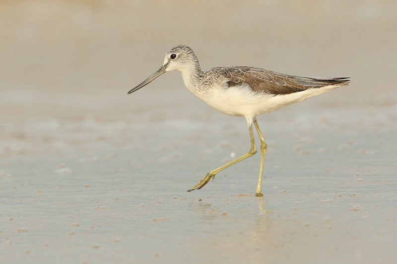 Common greenshank (tringa nebularia), Allepey, India, January 2010