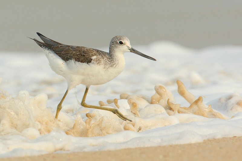 Common greenshank (tringa nebularia), Allepey, India, January 2010